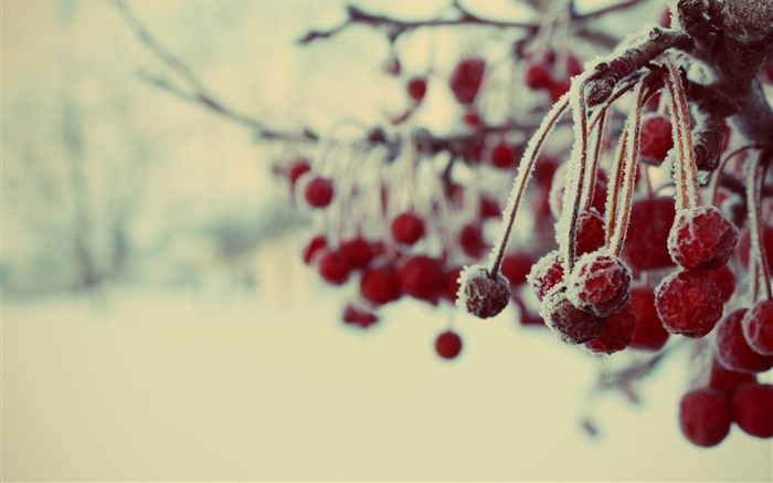 Winter, rote Beeren, Schnee, verschwommen Hintergrundbilder Bilder