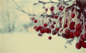 Winter, rote Beeren, Schnee, verschwommen HD Hintergrundbilder