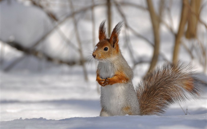 Winter-Eichhörnchen Hintergrundbilder Bilder