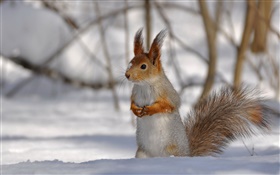 Winter-Eichhörnchen HD Hintergrundbilder