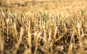 Gelben Feld, grüne Pflanze, Makrofotografie HD Hintergrundbilder