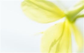 Gelbe Blütenblätter close-up, verschwommen HD Hintergrundbilder
