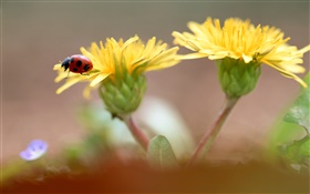 Gelbe Blumen, Marienkäfer HD Hintergrundbilder
