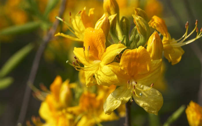 Gelbe Blumen Makro Nahaufnahme Hintergrundbilder Bilder