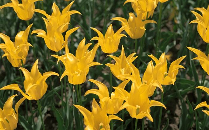 Gelbe Blumen, Tulpe close-up Hintergrundbilder Bilder
