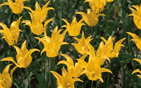 Gelbe Blumen, Tulpe close-up HD Hintergrundbilder