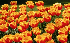 Gelbe rote Tulpe Blumen HD Hintergrundbilder