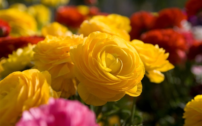 Gelbe Rose Blumen close-up Hintergrundbilder Bilder