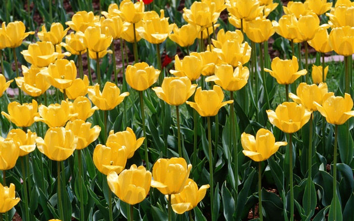 Gelbe Tulpen, Blumen close-up Hintergrundbilder Bilder