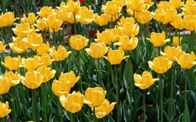 Gelbe Tulpen, Blumen close-up HD Hintergrundbilder