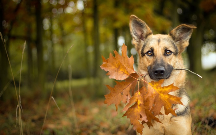 Herbst, Hund, Blatt, Bokeh Hintergrundbilder Bilder