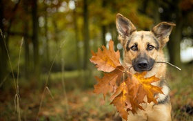 Herbst, Hund, Blatt, Bokeh