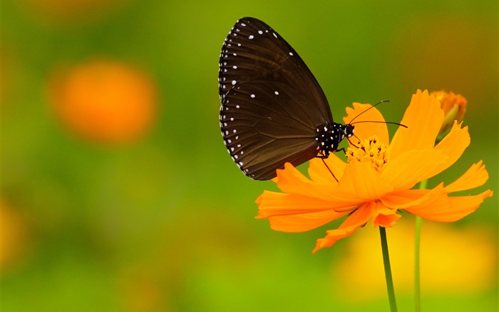 Schwarzer Schmetterling, orange Blume Hintergrundbilder Bilder