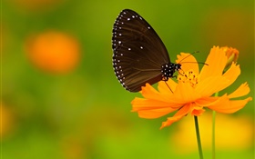 Schwarzer Schmetterling, orange Blume HD Hintergrundbilder