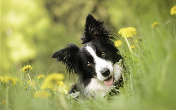 Border-Collie, Hund, Blumen, Gras Hintergrundbilder Bilder