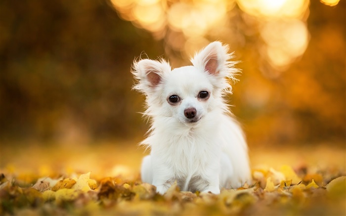 Chihuahua Hund, weißer Welpe, Blätter, Bokeh Hintergrundbilder Bilder