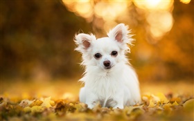 Chihuahua Hund, weißer Welpe, Blätter, Bokeh