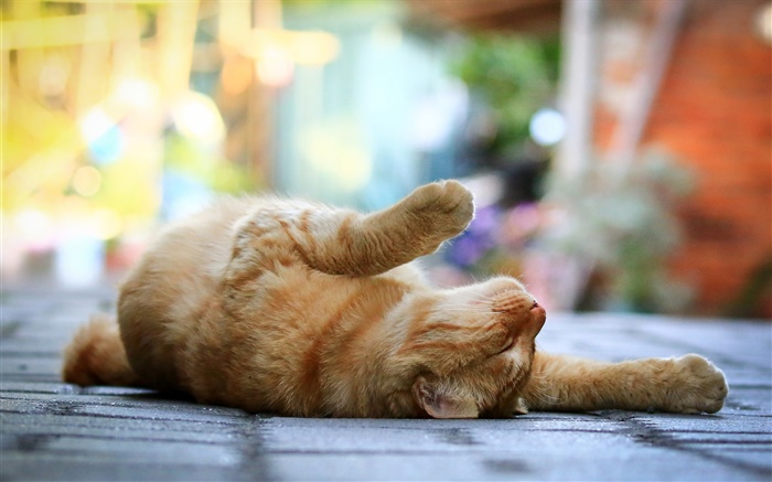 Nette Katze, liegend schlafen, Beine, Bürgersteig, Bokeh Hintergrundbilder Bilder