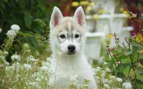 Cute dog, puppy, Bokeh HD Hintergrundbilder