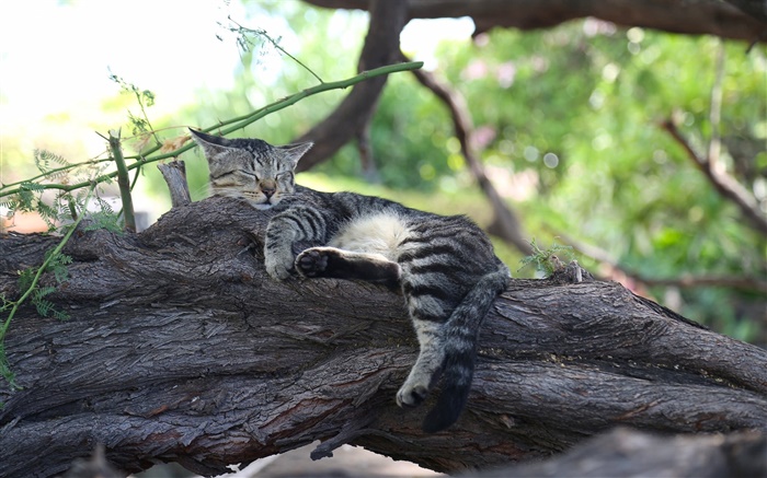 Nettes Kätzchen schlafen, Ruhe, Baum Hintergrundbilder Bilder