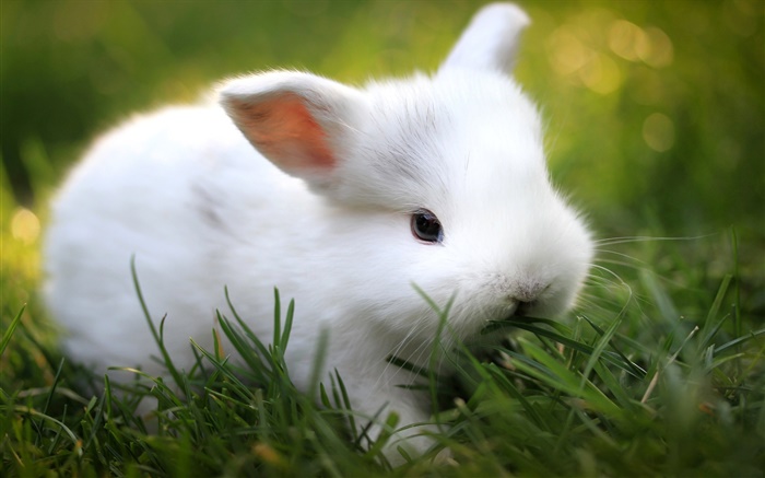 Nette weiße Kaninchen im Gras Hintergrundbilder Bilder