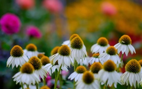 Gänseblümchen-Blumen, Bokeh HD Hintergrundbilder