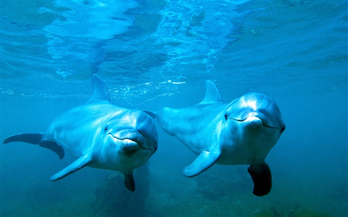 Dolphins Paar, Meer, Unterwasser Hintergrundbilder Bilder