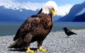 Adler und Rabe
