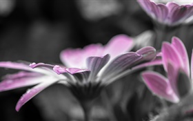 Blume Nahaufnahme, Blütenblätter, Tau, Wassertropfen HD Hintergrundbilder