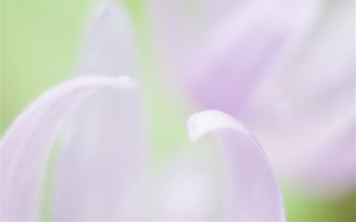 Blütenblätter close-up, verschwommen Hintergrund Hintergrundbilder Bilder