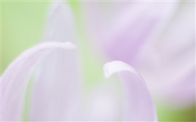 Blütenblätter close-up, verschwommen Hintergrund