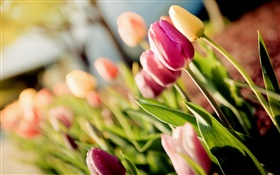 Blumen, Tulpen, lila, gelb, Bokeh HD Hintergrundbilder