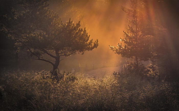 Wald, Morgen, Licht, Gras, Morgengrauen Hintergrundbilder Bilder