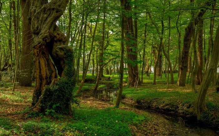 Wald, Bäume, Bach, Park Hintergrundbilder Bilder