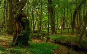 Wald, Bäume, Bach, Park HD Hintergrundbilder