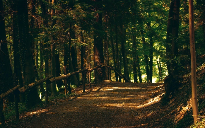 Wald, Bäume, Weg, Park, Sonnenstrahlen Hintergrundbilder Bilder