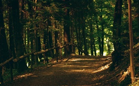 Wald, Bäume, Weg, Park, Sonnenstrahlen HD Hintergrundbilder