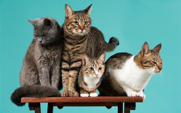 Vier Katzen, grünen Hintergrund Hintergrundbilder Bilder