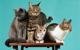 Vier Katzen, grünen Hintergrund HD Hintergrundbilder