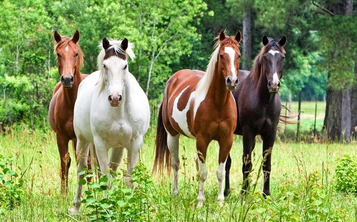 Vier Pferde, Gras Hintergrundbilder Bilder