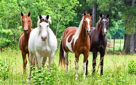 Vier Pferde, Gras HD Hintergrundbilder