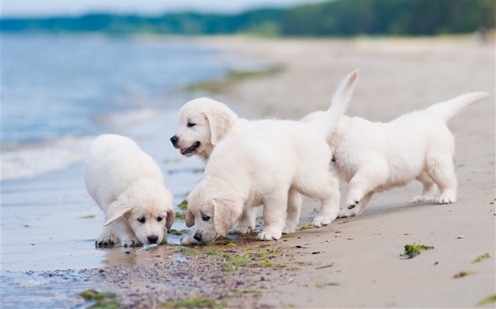 Vier weiße Hunde, spielen, strand Hintergrundbilder Bilder
