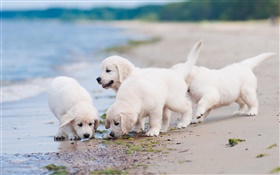 Vier weiße Hunde, spielen, strand HD Hintergrundbilder