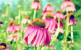 Frische lila Blüten HD Hintergrundbilder