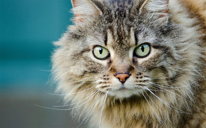 pelzigen Katze, Gesicht, Augen, Schnurrhaare Hintergrundbilder Bilder