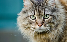 pelzigen Katze, Gesicht, Augen, Schnurrhaare HD Hintergrundbilder