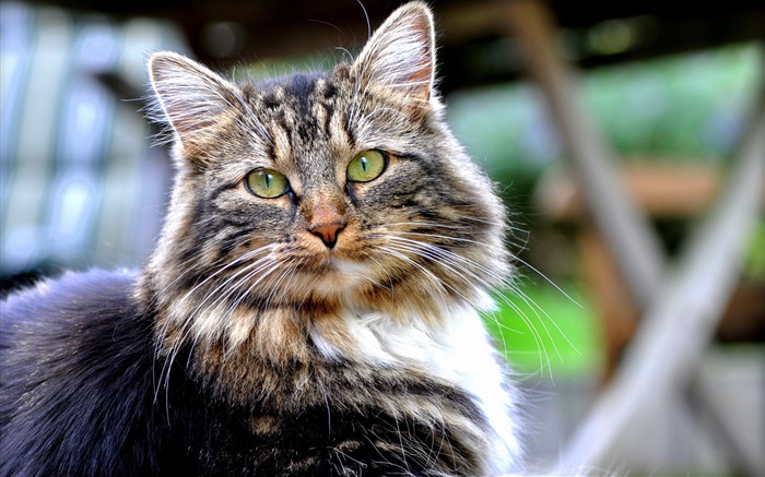 Grüne Augen Katze, Blick, Gesicht, Bokeh Hintergrundbilder Bilder