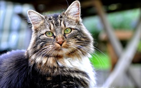 Grüne Augen Katze, Blick, Gesicht, Bokeh HD Hintergrundbilder
