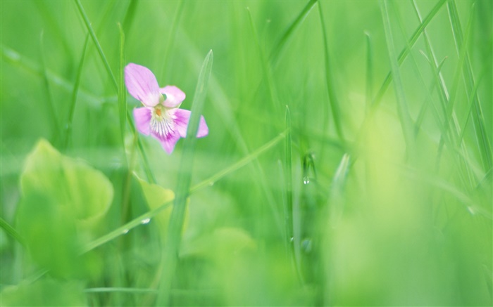 Grünes Gras, purpurrote Blume, Tau Hintergrundbilder Bilder