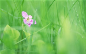Grünes Gras, purpurrote Blume, Tau